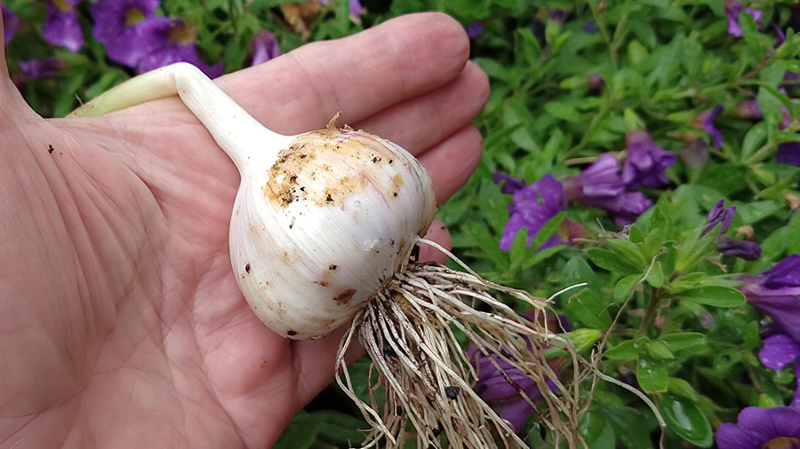 Knoblauch