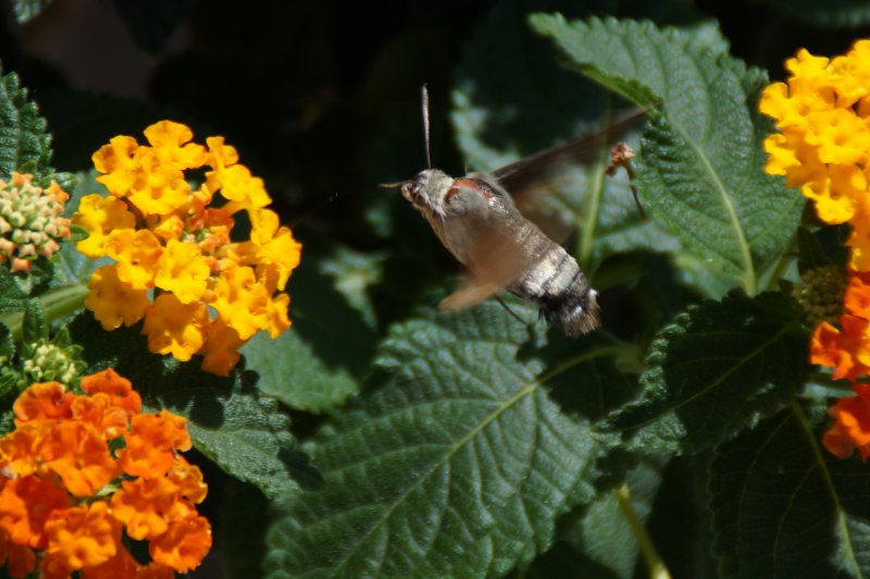 Kolibri-Schmetterling