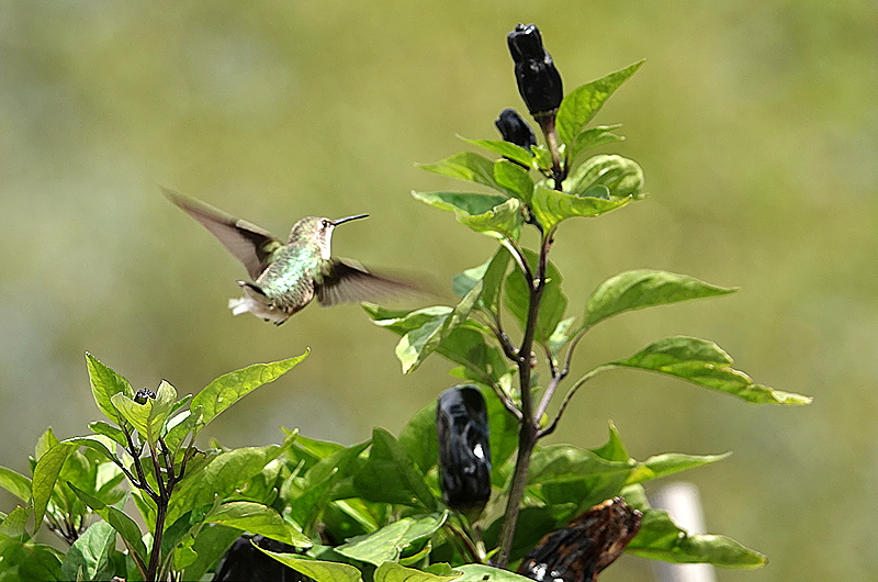 Kolibri und Barbakoa