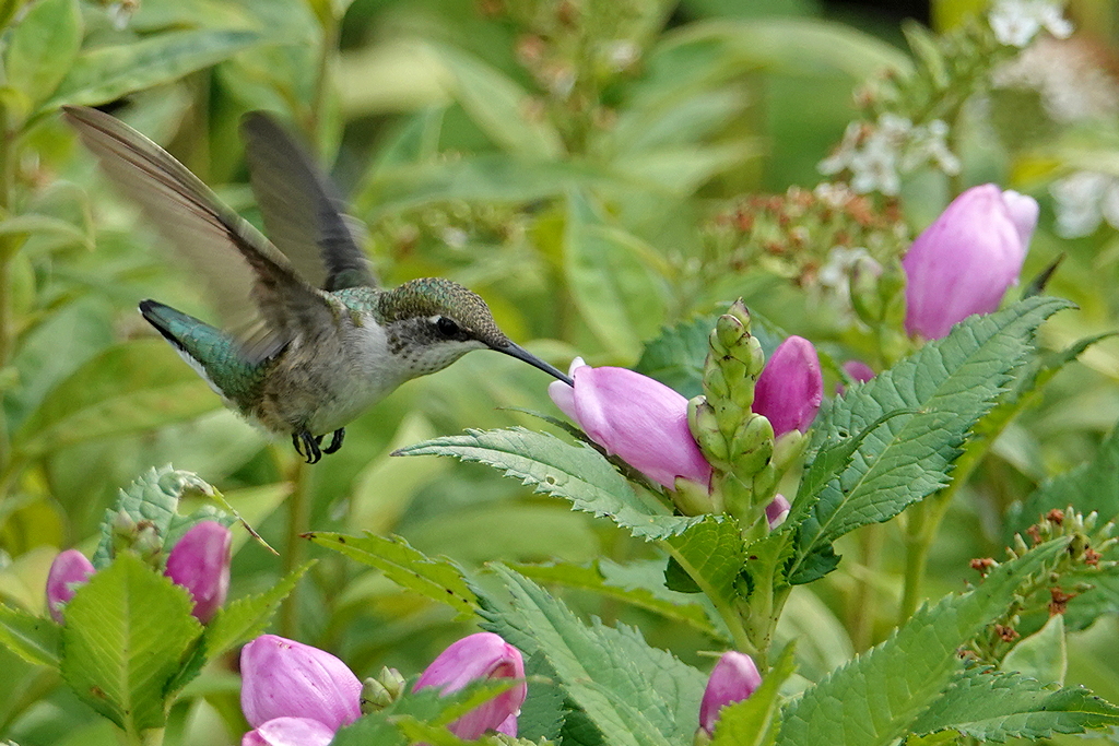 Kolibri