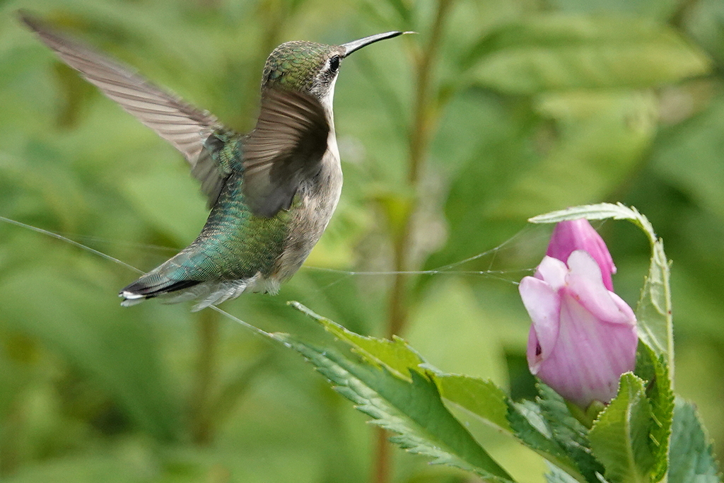 Kolibri