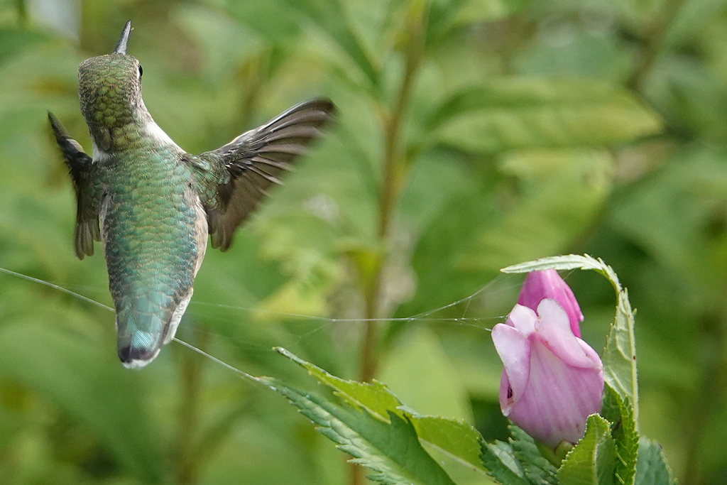 Kolibri