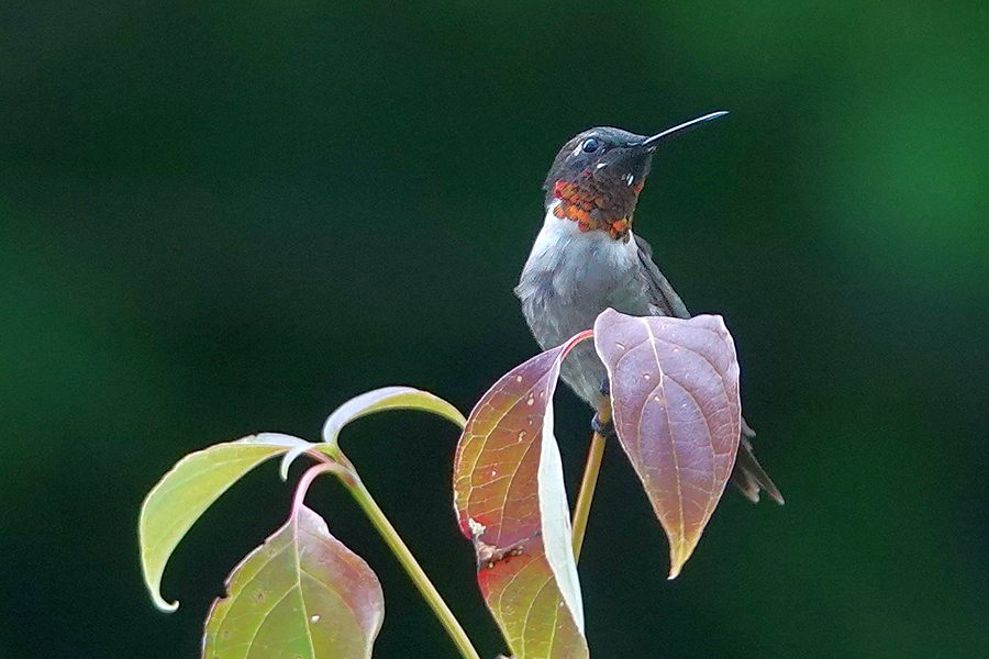 Kolibri