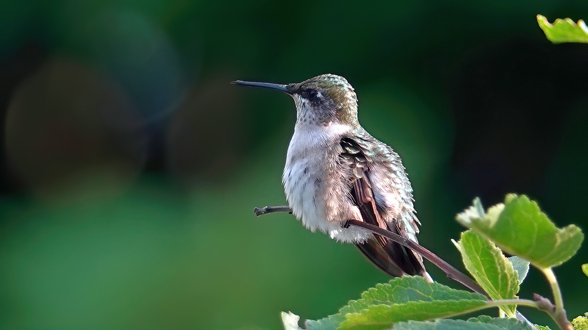 Kolibri