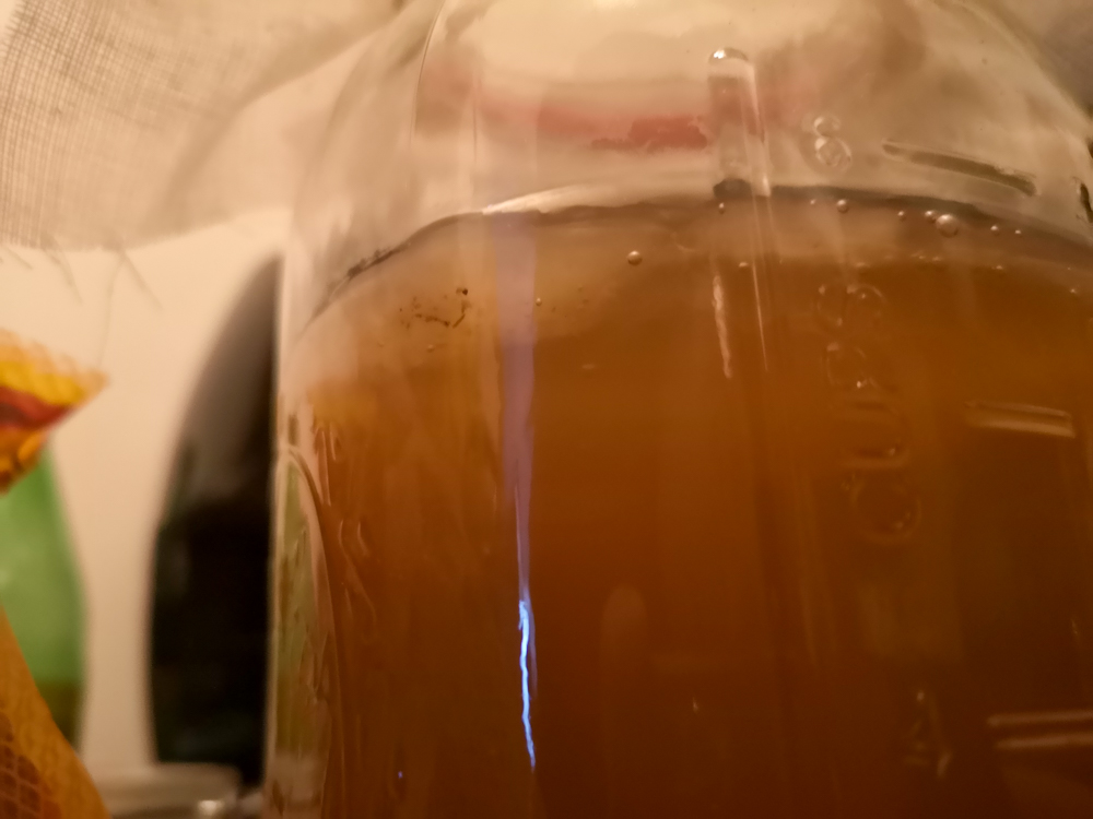 Kombucha1