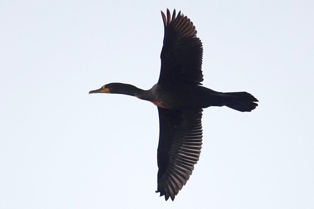 Kormoran