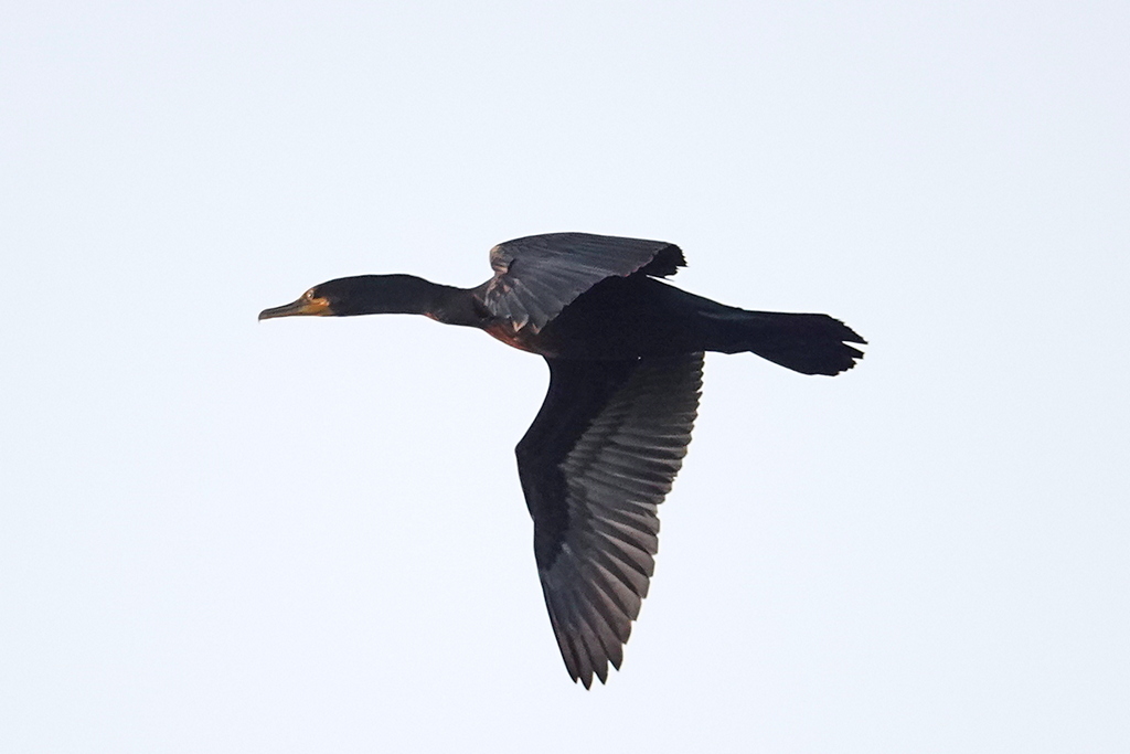 Kormoran