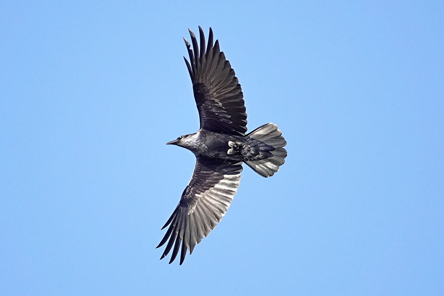 Krähe im Flug