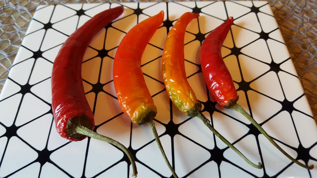 Kroatien Chilis