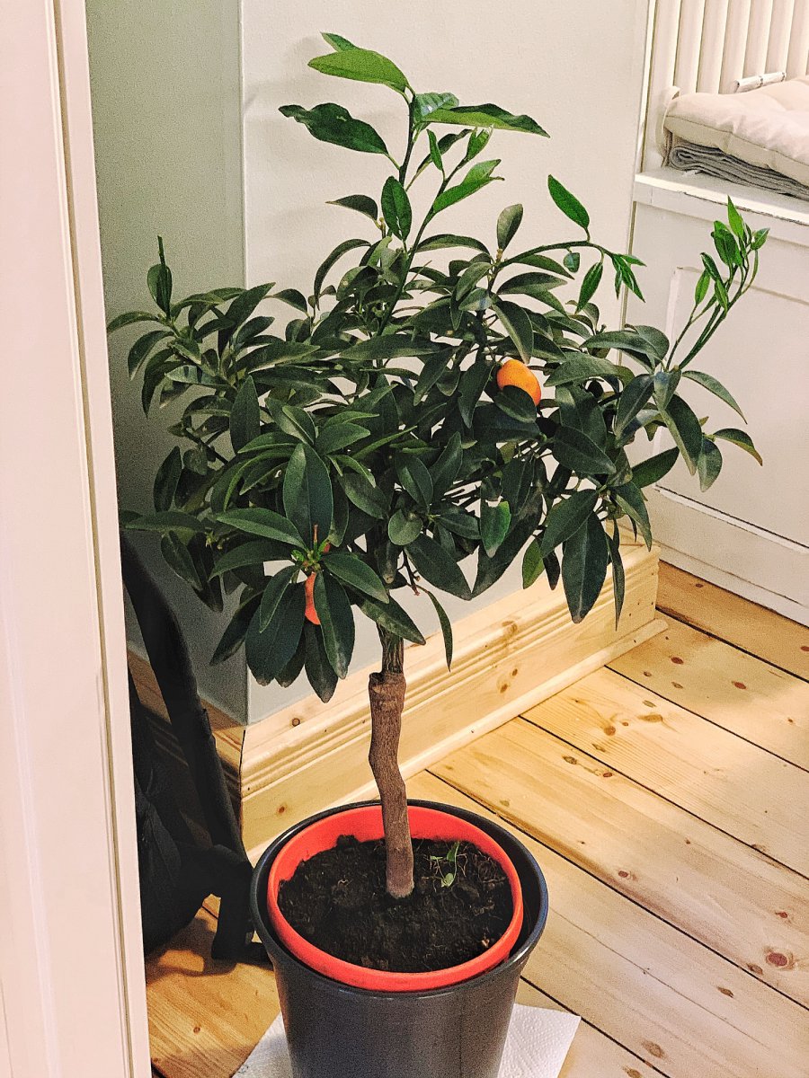 Kumquat