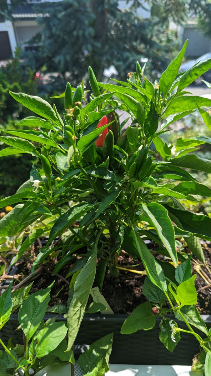 Kusburnu (Ende Juli)