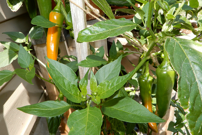 Large Orange Thai