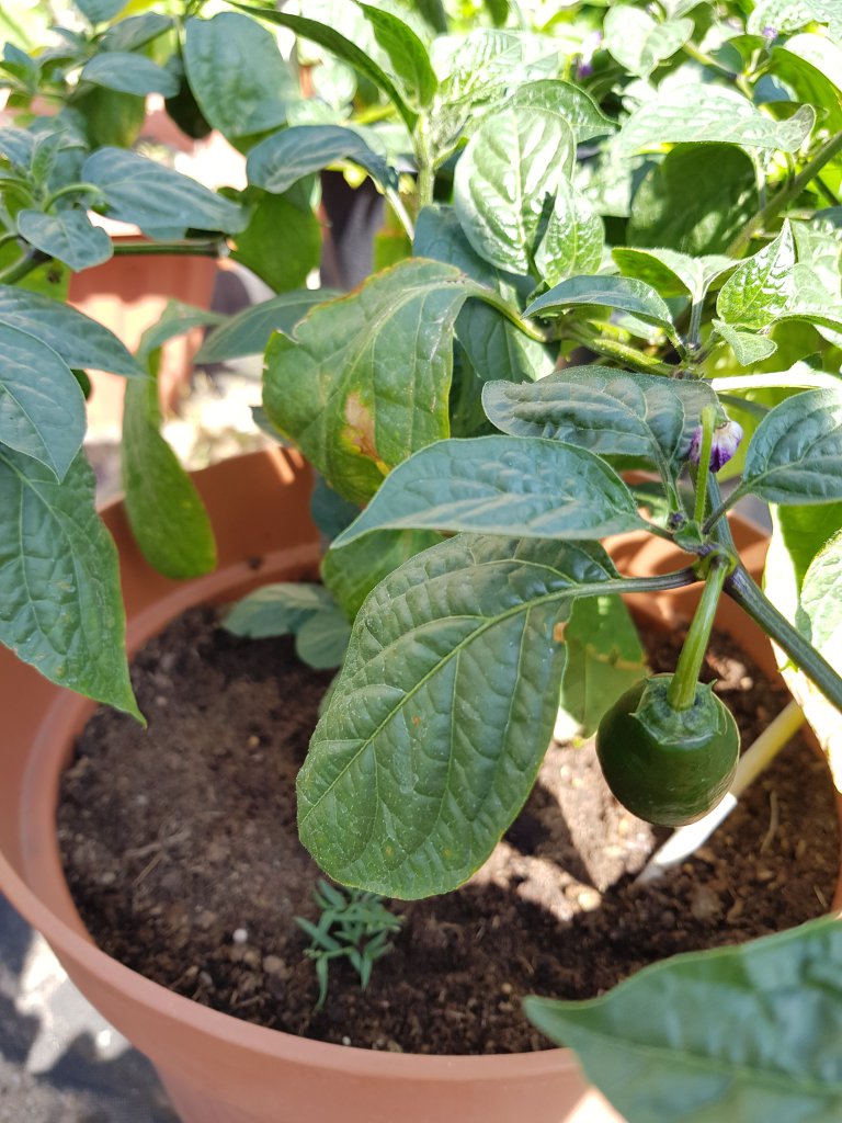 Large Red Rocoto in progress