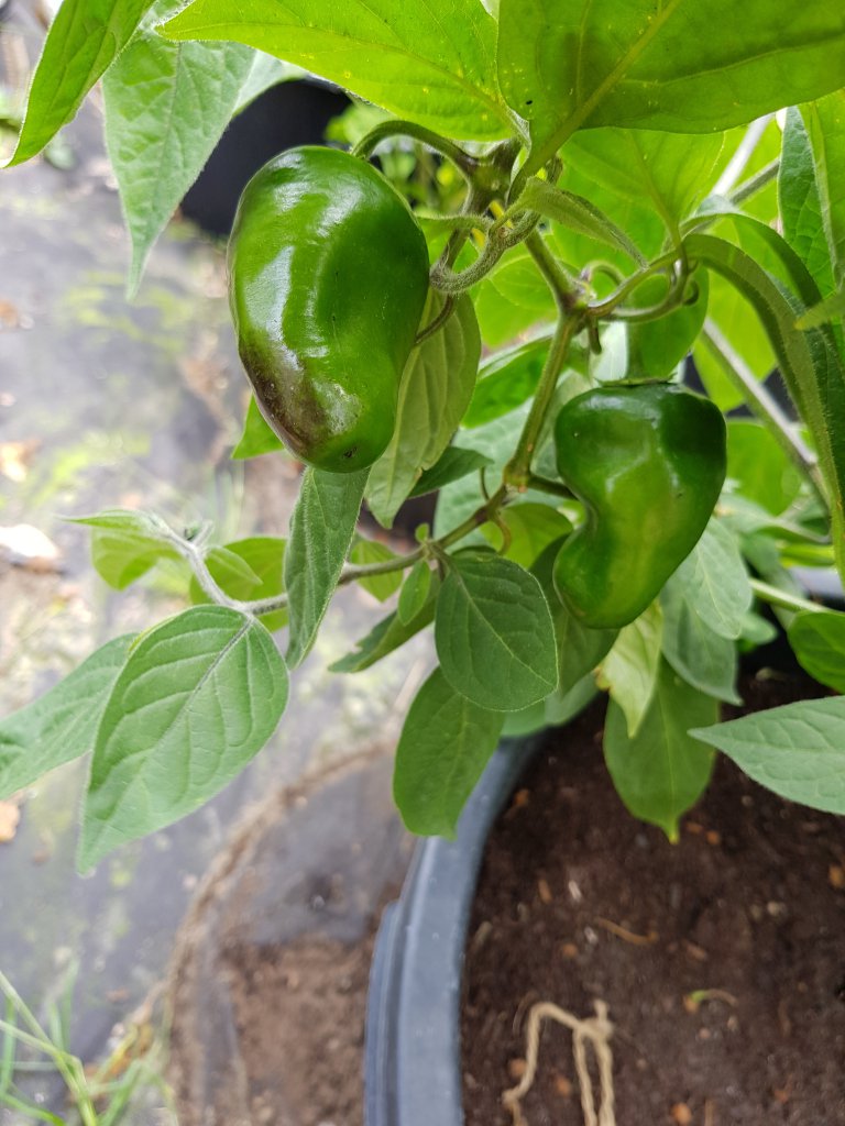 Large Red Rocoto