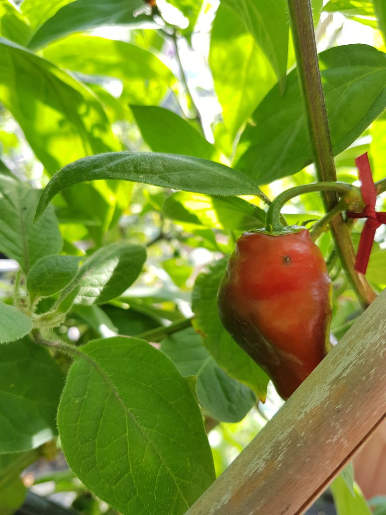 Large Red Rocoto