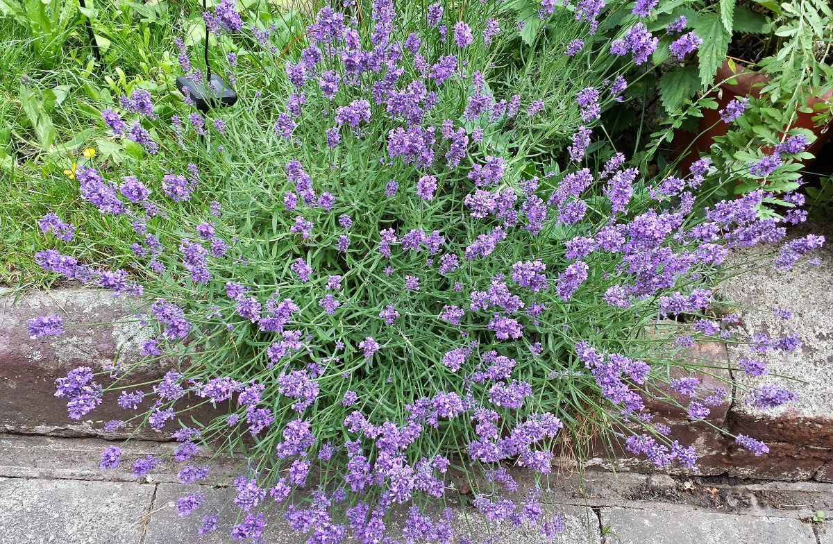 Lavendel