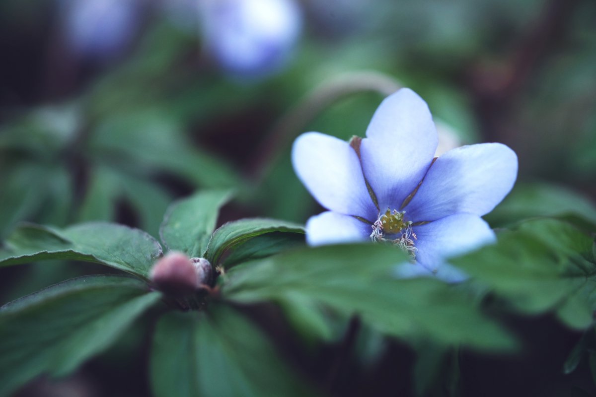 Leberblümchen?