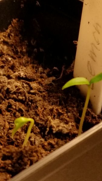 Lemon Drop 06-01-16-002