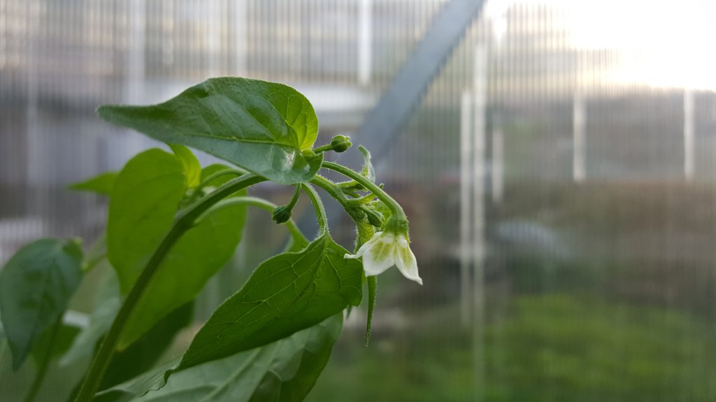 Lemon Drop Blüte