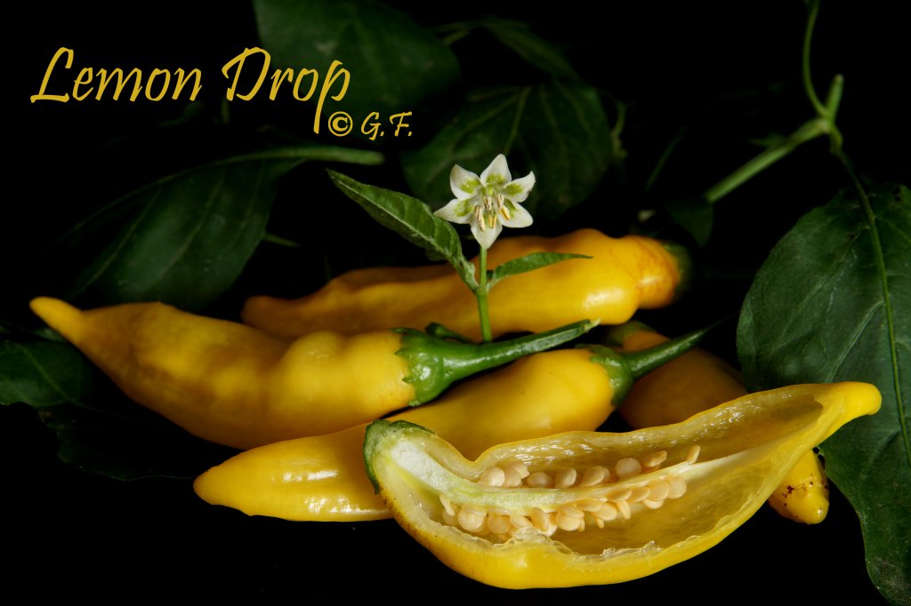 Lemon Drop DSC01872