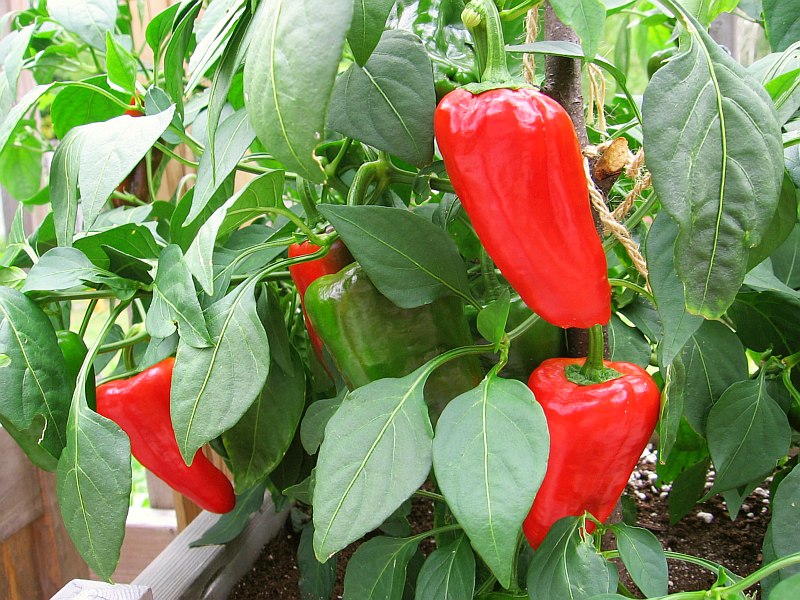 Leutschauer Paprika