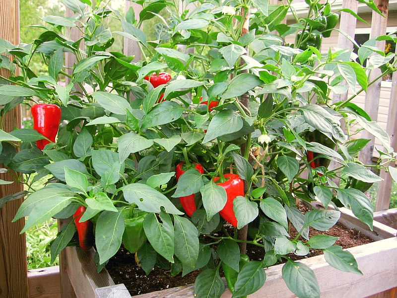 Leutschauer Paprika