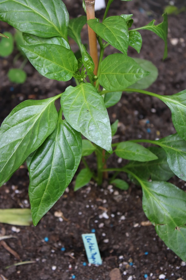 Leutschauer Paprika