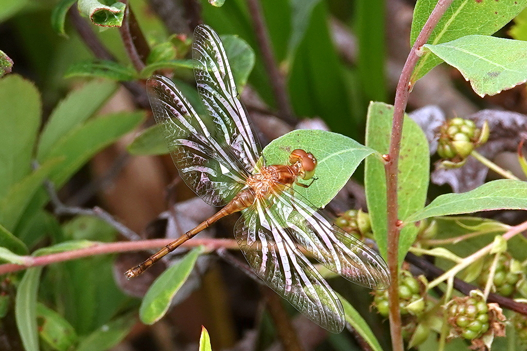 Libelle