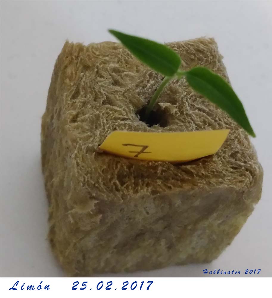 Limón