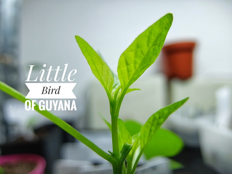 Little Bird Of Guyana