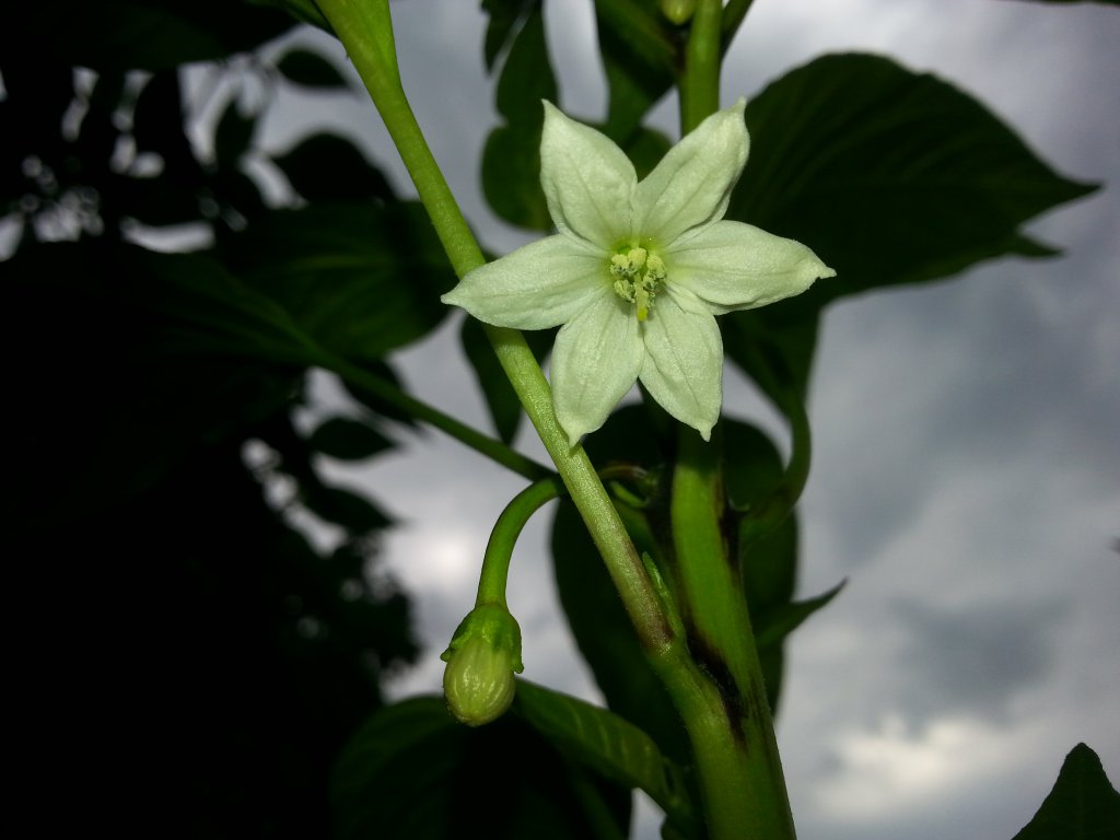 Lombardo Blüte