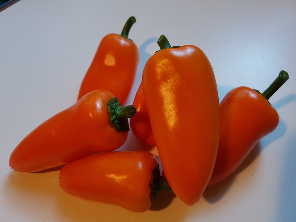 Lunchbox Pepper Orange