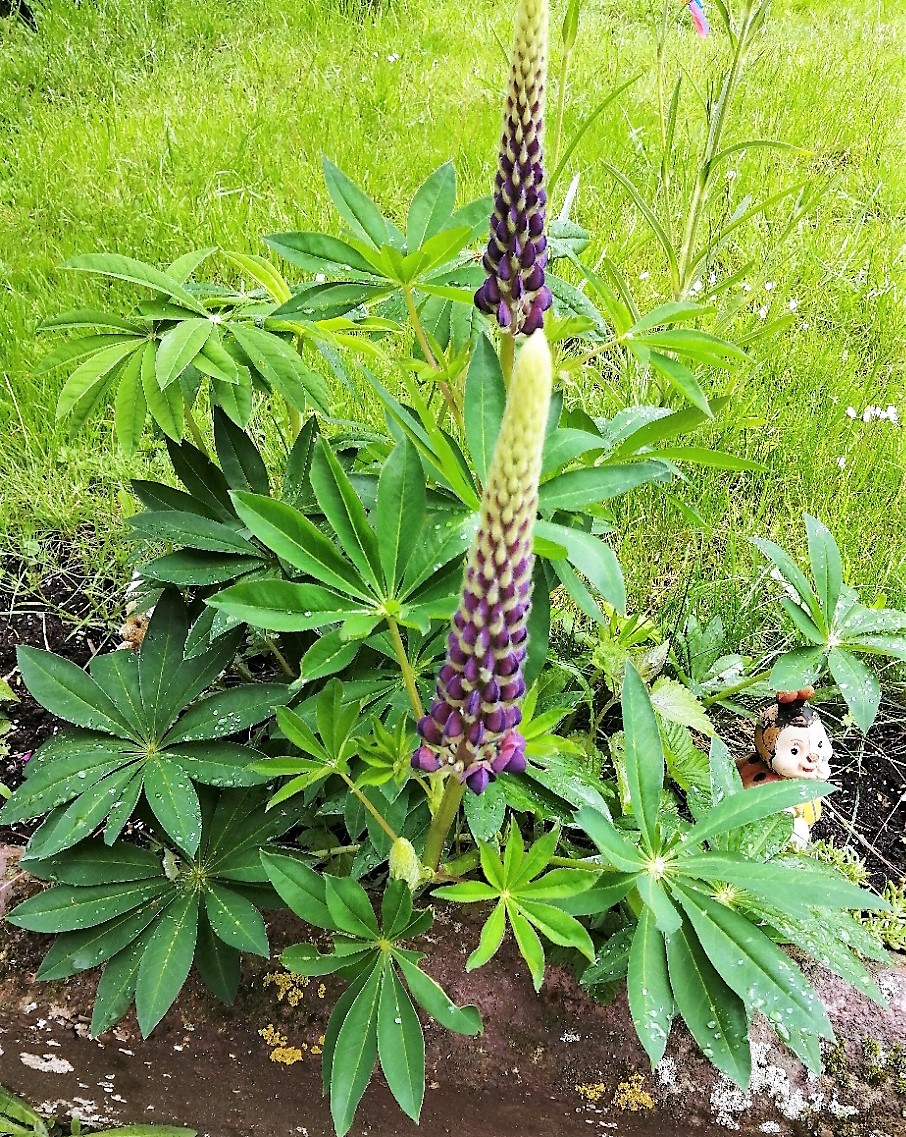 Lupine