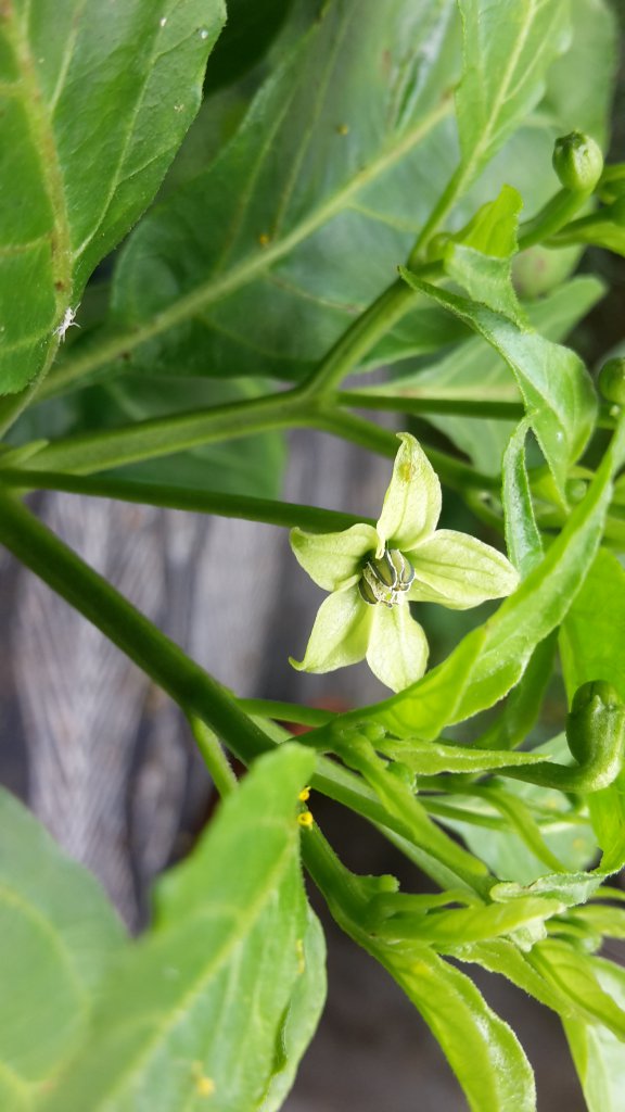 Madre de Rios Blüte