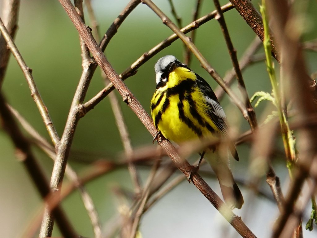 Magnolia warbler / Magnolienwaldsänger