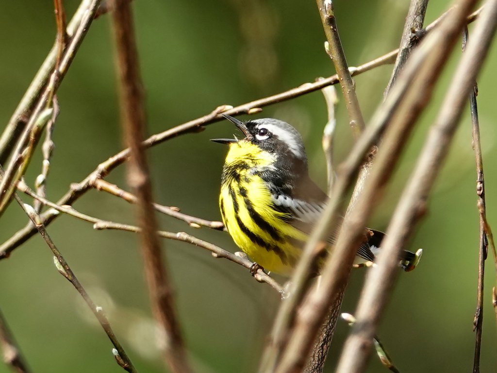 Magnolia warbler / Magnolienwaldsänger