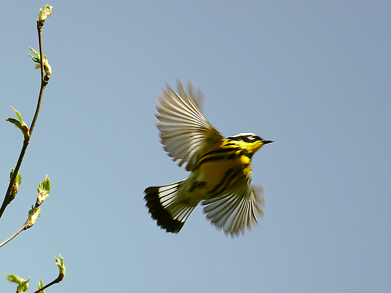 Magnolienwaldsänger im Flug