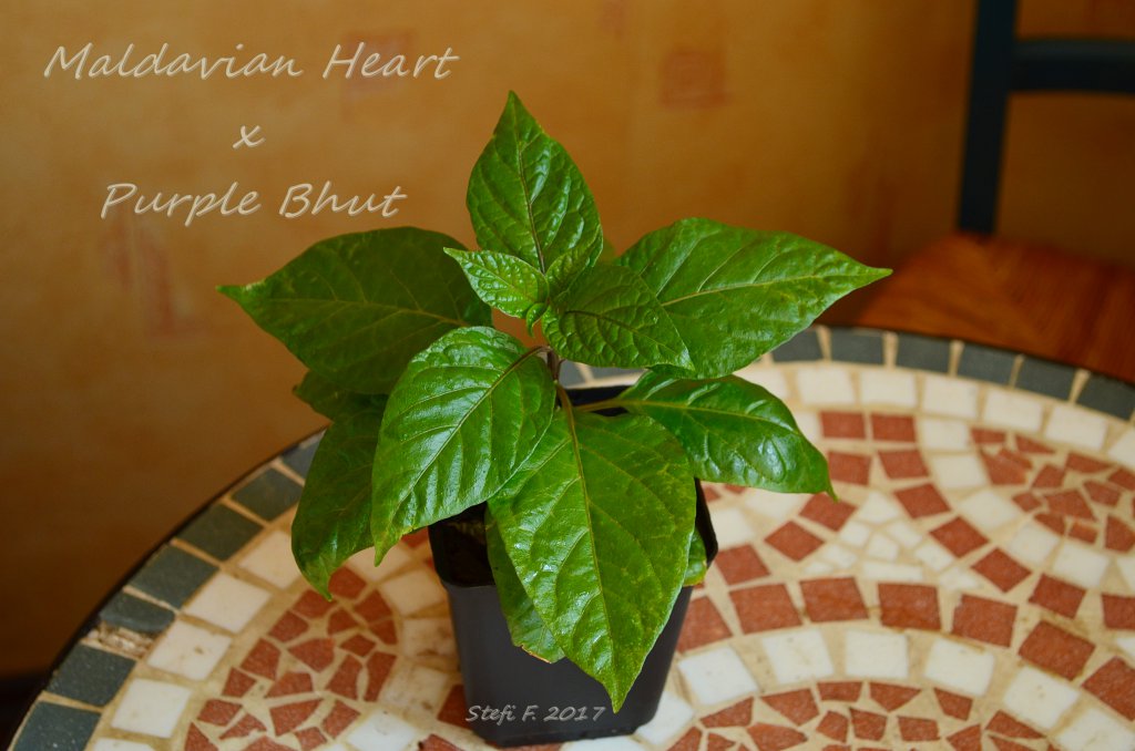 Maldavian Heart X Purple Bhut, 09.04.