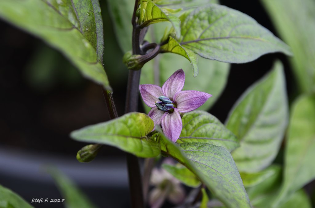 Maldavian Heart x Purple Bhut