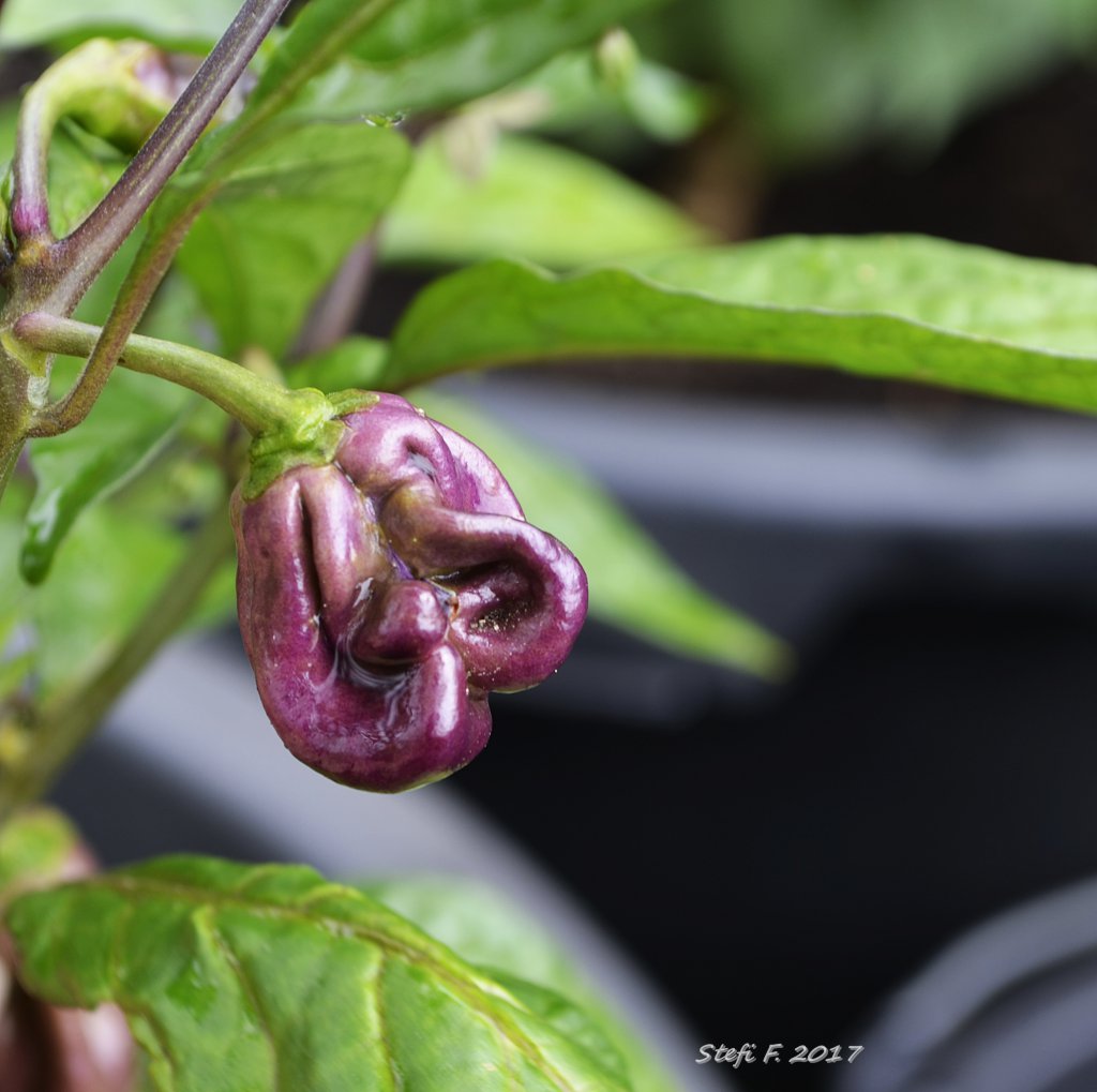 Maldavian Heart x Purple Bhut