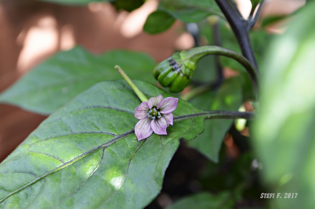 Maldavian Heart x Purple Bhut