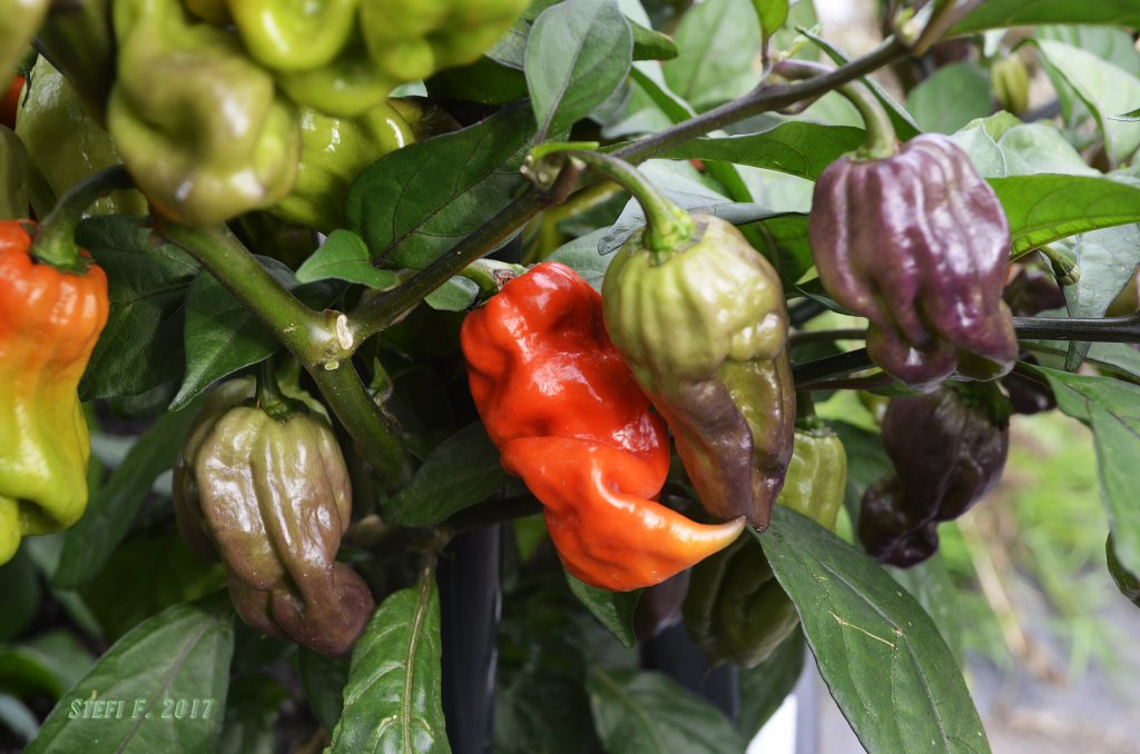 Maldavian Heart x Purple Bhut