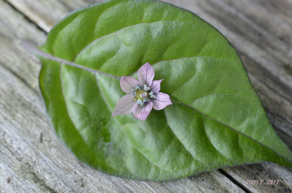 Maldavian Heart x Purple Bhut