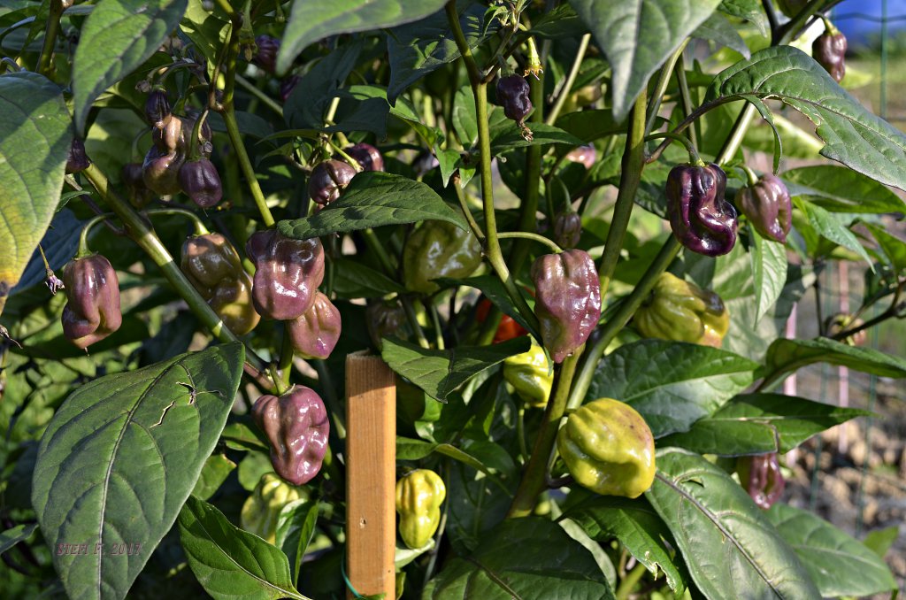 Maldavian Heart x Purple Bhut