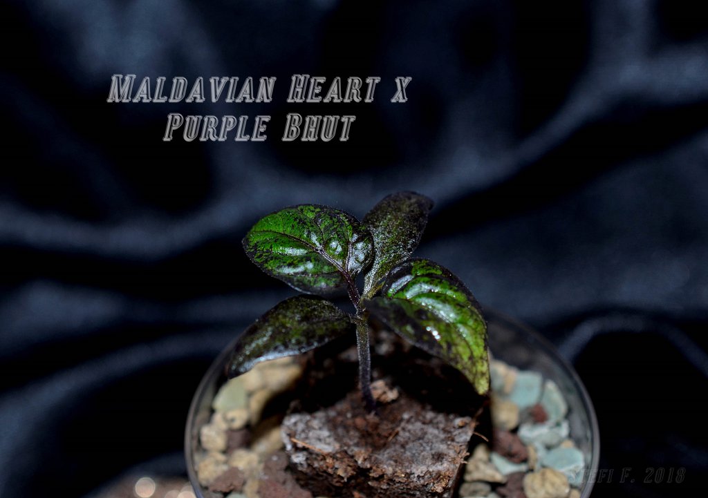 Maldavian Heart x Purple Bhut