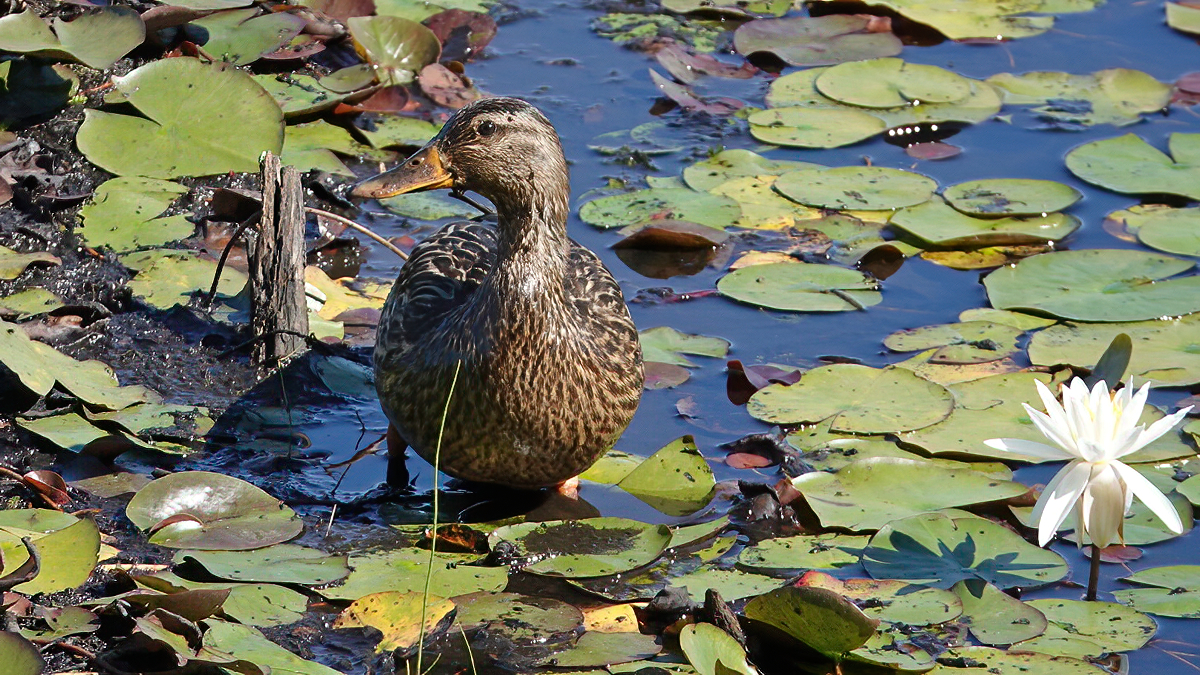 Mallard