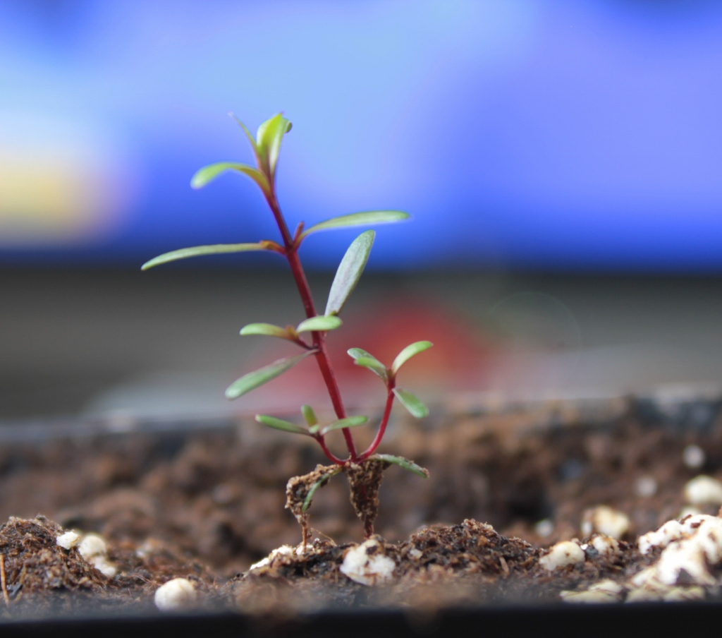 Manuka Experiment