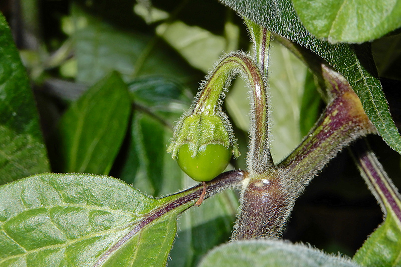 Manzano Michoacan