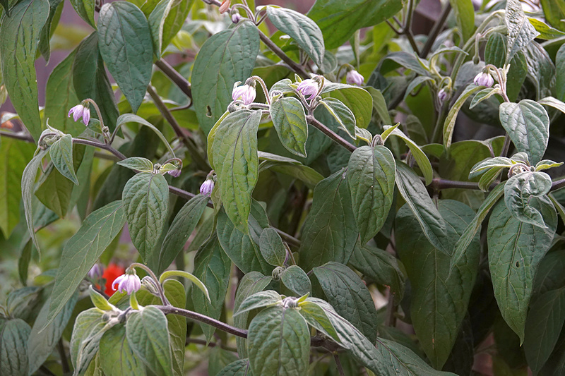 Manzano Michoacan