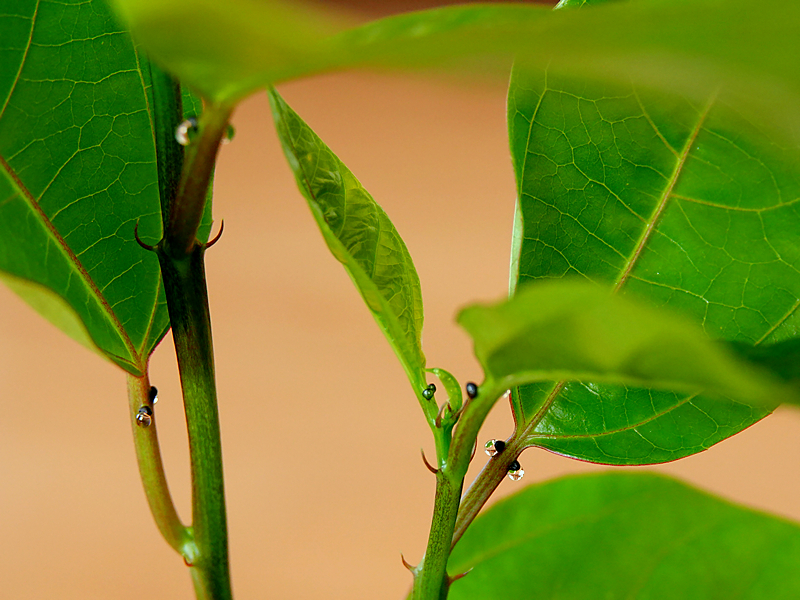 Maracuja Tropfen